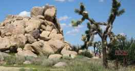 Joshua Tree