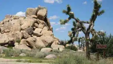 Joshua Tree