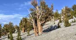 Ancient Bristlecone