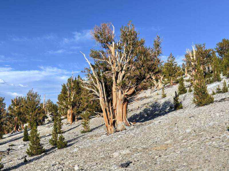 Ancient Bristlecone