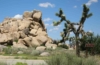 Joshua Tree